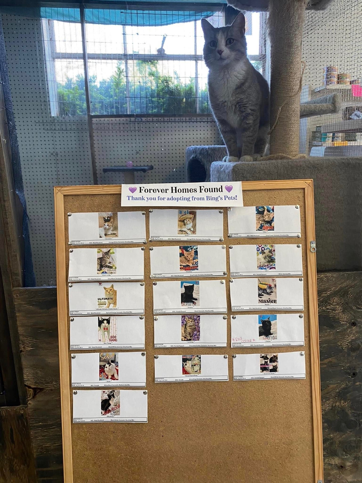 Bing’s Pets